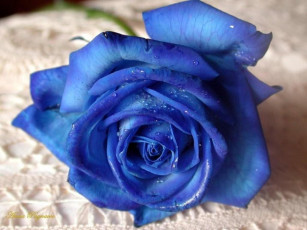 обоя голубая, роза, цветы, розы