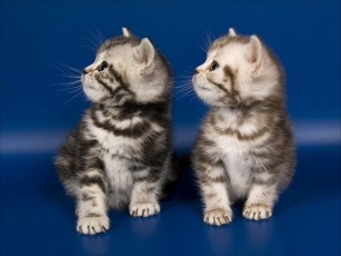 Картинка softcat двое из ларца одинаковых лица животные коты