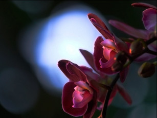 Картинка цветы орхидеи бордо