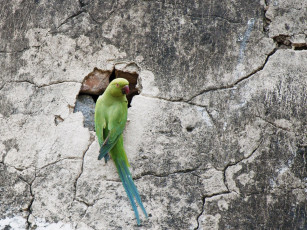 Картинка животные попугаи стена попугай