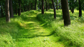 Картинка природа дороги трава лес дорога