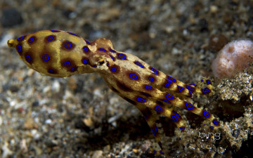 Картинка животные морская фауна щупальца осьминог