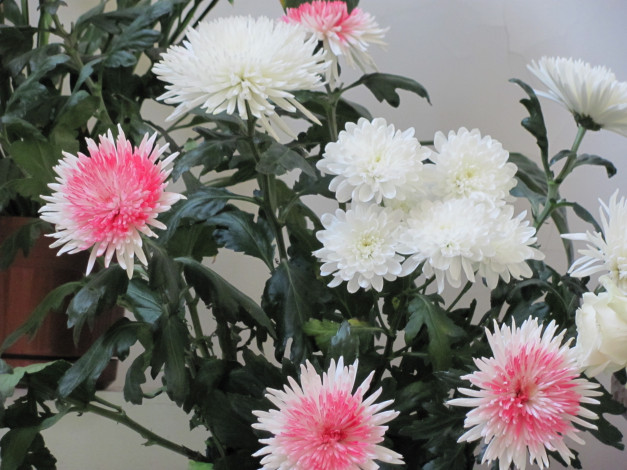 Обои картинки фото цветы, хризантемы, белые, розовые, сердцевинки