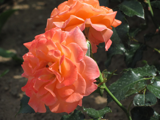 Обои картинки фото цветы, розы, полностью, распустившиеся, оранжевые