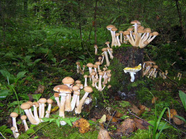 Обои картинки фото природа, грибы, пень, много, опята