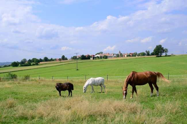 Обои картинки фото животные, лошади, поле, дома