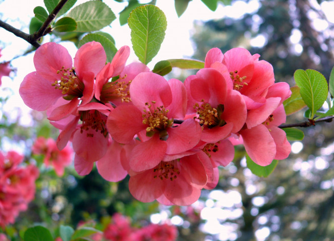 Обои картинки фото Японская, айва, цветы, розовый