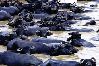 Картинка животные коровы буйволы вода переправа