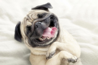 Картинка животные собаки мопс язык настроение