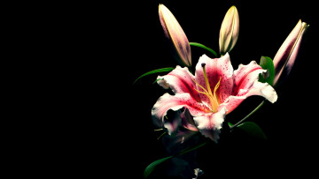 Картинка цветы лилии лилейники бутоны