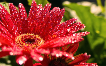 Картинка цветы герберы красный капли мокрый