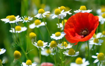 Картинка цветы луговые полевые мак ромашки