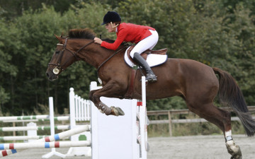 Картинка спорт конный прыжок барьер всадница лошадь