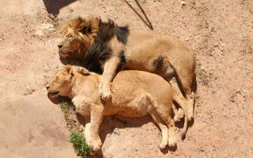 Картинка животные львы львица грива лев