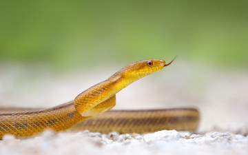 Картинка животные змеи питоны кобры макро язык жёлтая змея