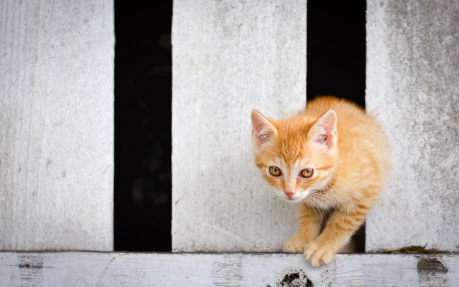 Обои картинки фото животные, коты, котёнок, забор, рыжий