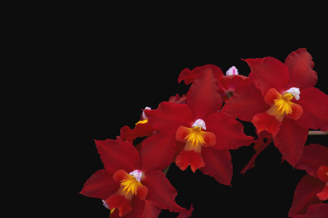 Обои картинки фото цветы, орхидеи, красный, ветка