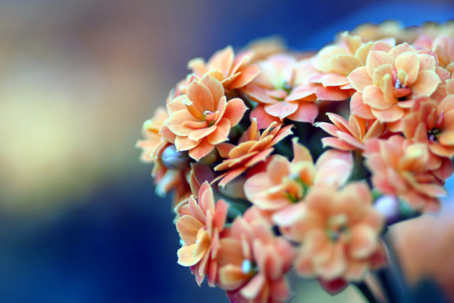 Обои картинки фото цветы, каланхоэ, оранжевый
