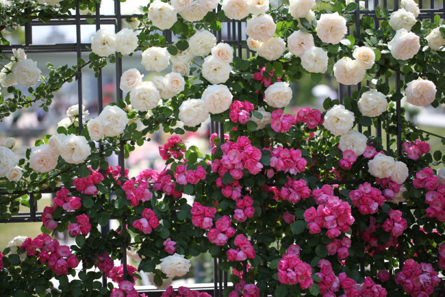 Обои картинки фото цветы, розы, забор, белый, розовый