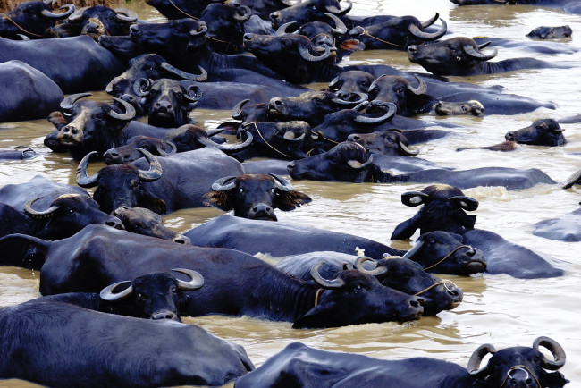 Обои картинки фото животные, коровы, буйволы, вода, переправа