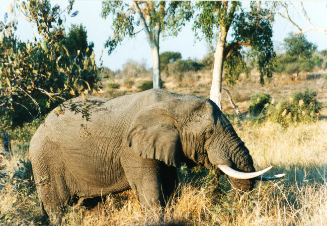 Обои картинки фото животные, слоны, elephant