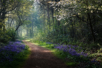 Картинка природа дороги лес весна дорога утро