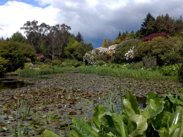 Обои картинки фото природа, парк, пруд, весна, лилии