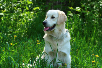 Картинка животные собаки травка собака голден ретривер язык зелень