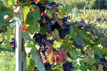 Картинка природа Ягоды +виноград гроздья виноград урожай