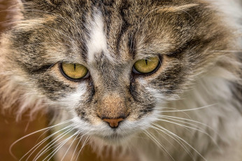 Картинка животные коты кот мордочка кошка взгляд портрет