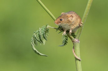 Картинка животные крысы +мыши мышка