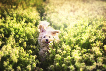 Картинка животные собаки трава прогулка сабака