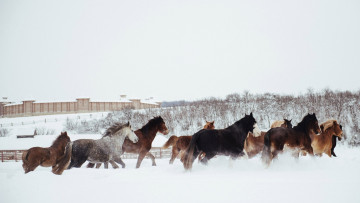 Картинка животные лошади кони снег зима деревянная постройка