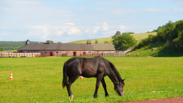 Картинка животные лошади сарай строение луг лошадь трава