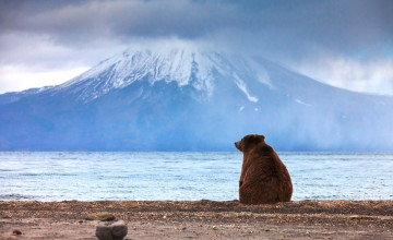 Картинка животные медведи камчатка вулкан море медведь бурый гора