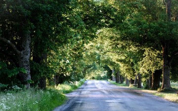 Картинка природа дороги деревья лето дорога
