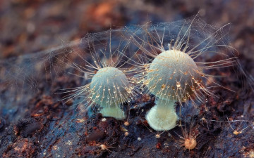 Картинка природа грибы капли антенны роса паутина макро