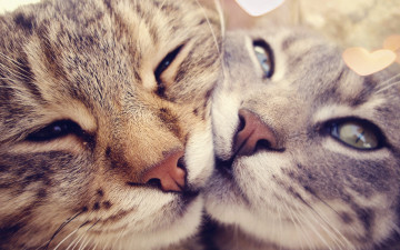 Картинка животные коты морды сердечки кошки