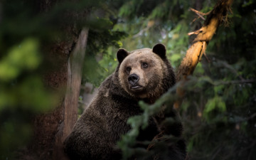 Картинка животные медведи медведь топтыгин лес
