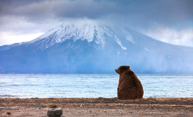 Обои картинки фото животные, медведи, камчатка, вулкан, море, медведь, бурый, гора