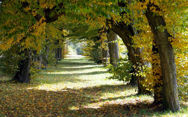 Обои картинки фото природа, парк, аллея, осень, деревья