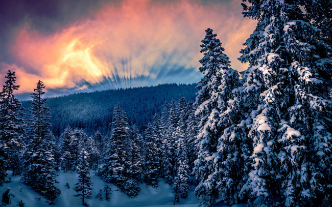 Обои картинки фото природа, зима, снег, горы, ели, деревья, облака, солнце, лес