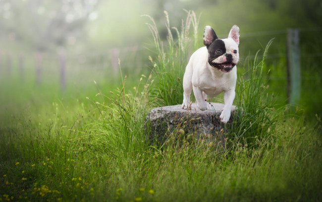 Обои картинки фото животные, собаки, трава, собака, французский, бульдог, камень