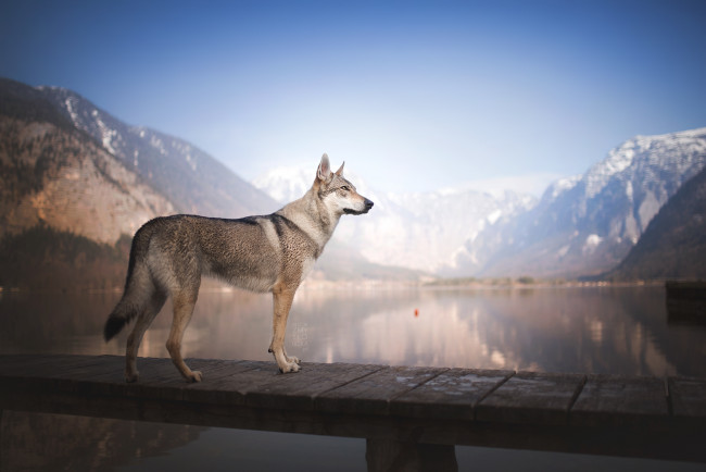 Обои картинки фото животные, собаки, прогулка, сабака, вода, мостик
