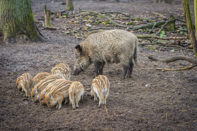 Обои картинки фото животные, свиньи,  кабаны, семья