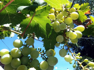 Картинка природа Ягоды +виноград гроздь