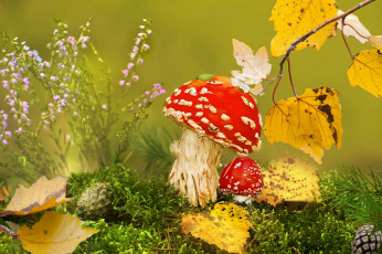 Картинка природа грибы +мухомор мох листья клоп мухоморы vlad vladilenoff шишки осень трава макро ветка