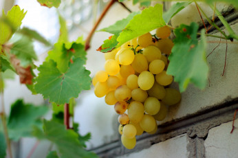 Картинка природа Ягоды +виноград гроздь