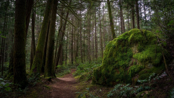 Картинка природа дороги камень лес