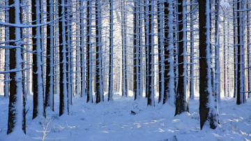 Картинка природа лес зима